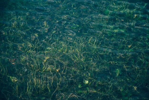 Fond de nature de la végétation verte dans l'eau claire.