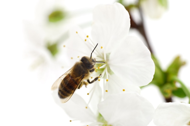 Fond naturel. Abeille et fleurs de cerisier blanc.