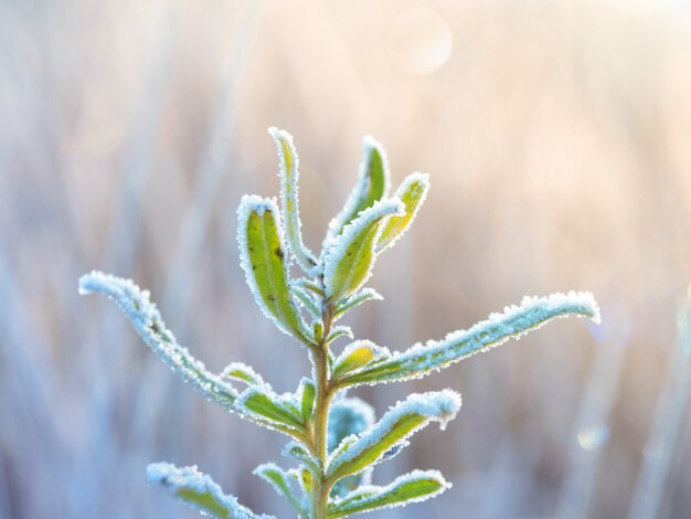 Photo fond naturel abstrait givré d'hiver