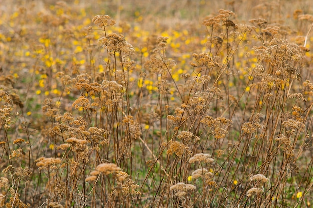 Fond naturel abstrait avec des plantes sur un champ