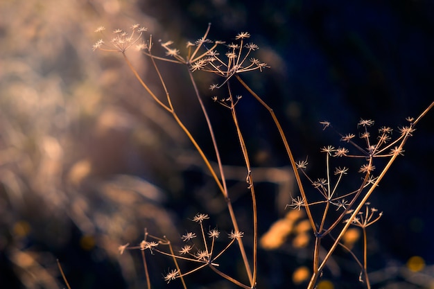 Fond naturel abstrait avec des plantes sur un champ