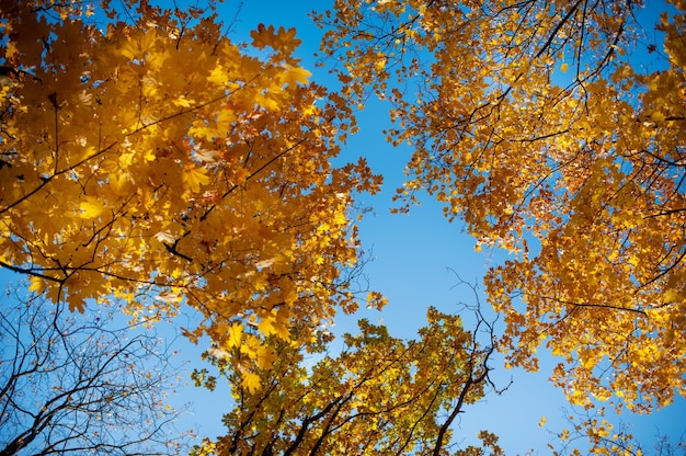 Fond naturel d'automne avec des arbres aux feuilles jaunes sur fond de ciel bleu. Feuilles colorées de bannière en saison d'automne