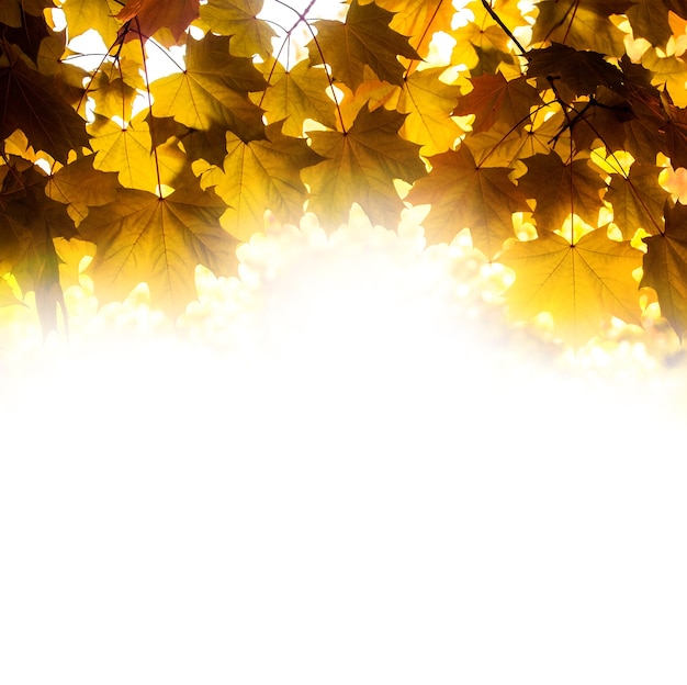 Fond naturel d'automne doré avec des feuilles d'érable lumineuses