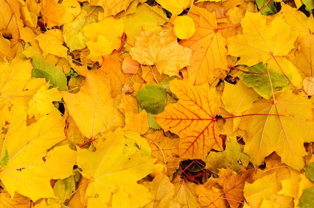 Fond naturel d'automne avec des feuilles d'érable colorées