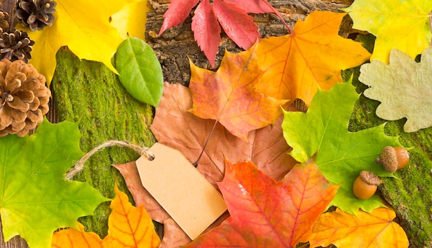 Fond naturel d'automne des feuilles, de la mousse, de l'écorce, des cônes et des glands