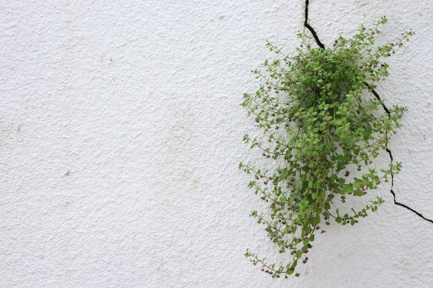 Fond naturel de beau mur