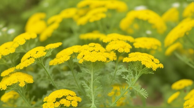 Fond naturel de beauté sans précédent avec le charme unique de Tansy Maidenhair