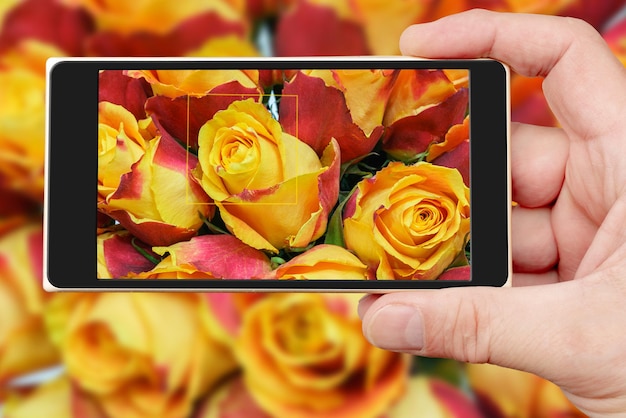 Fond naturel de belles roses orange sur l'écran du smartphone Fleurs fraîches