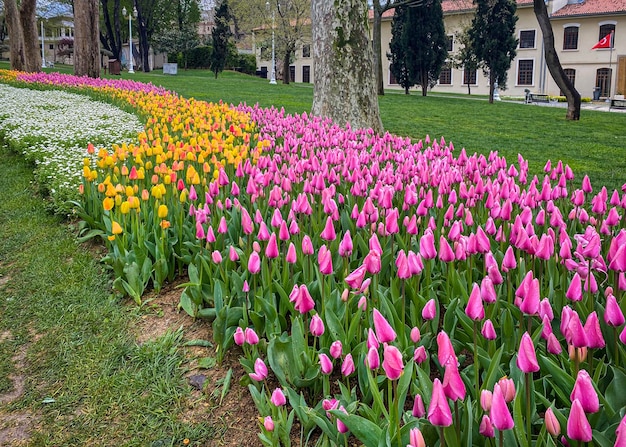 Fond naturel de belles tulipes d'été tulipes de printemps