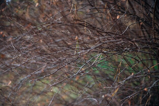 Fond naturel, branches fines, brindilles, flou en arrière-plan. Saison de l'automne.