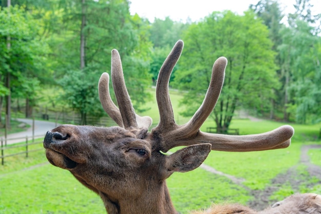 Fond naturel de cerf cerf mâle tête de cerf