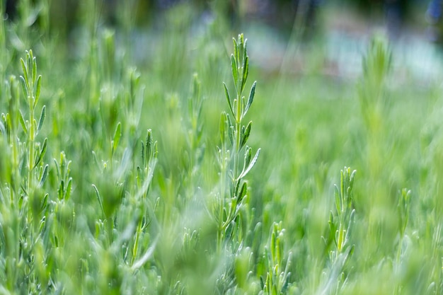 fond naturel de champ vert avec flou