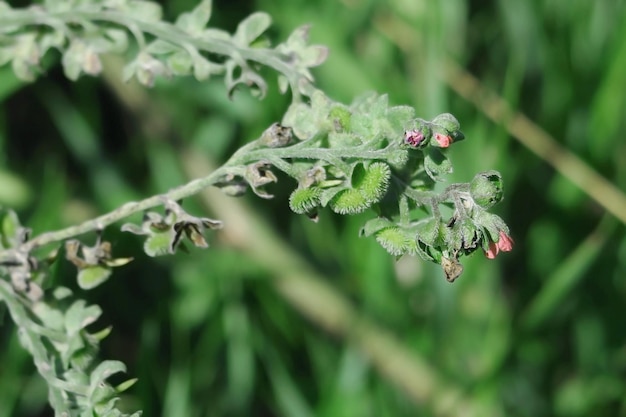 Photo fond naturel de cynoglossum officinale en fleurs