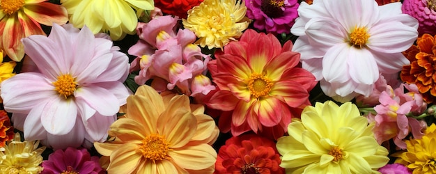 Fond naturel avec des dahlias colorés