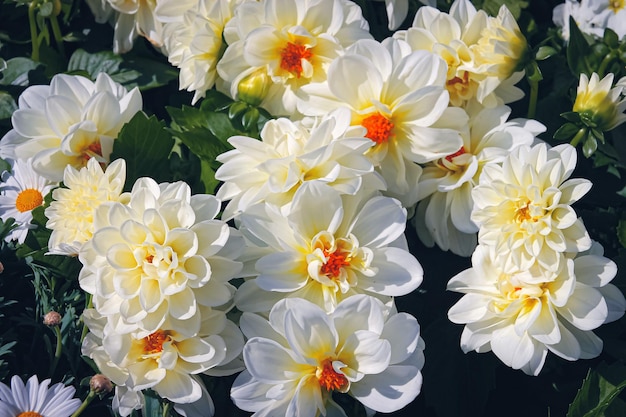 Fond naturel de dahlias frais Beau bouquet de fleurs