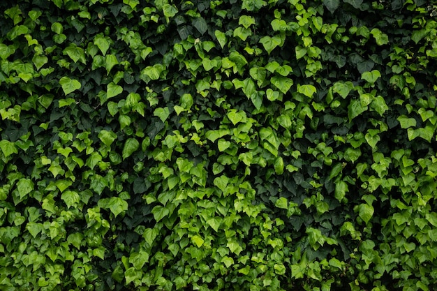 Fond naturel fait de feuilles vertes sur le mur