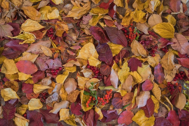 Fond naturel de feuilles d'automne sèches