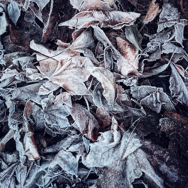 Fond naturel avec des feuilles gelées