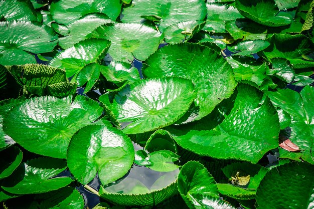 Fond naturel de feuilles de lotus