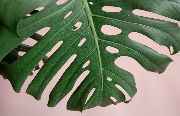 Fond naturel avec des feuilles de monstera tropicales sur fond rose.