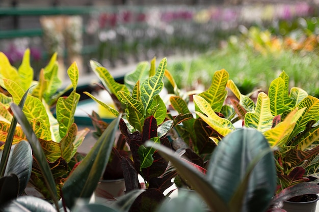 Fond naturel de feuilles multicolores de plante de croton