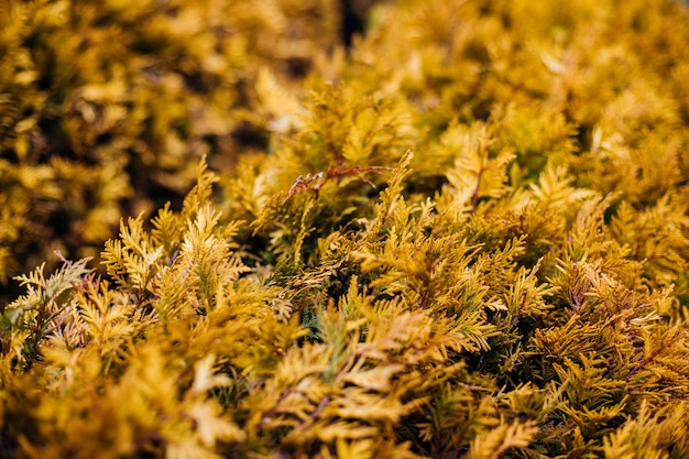 Fond naturel de feuilles de thuya jaune. Belle texture de feuille. Flou en arrière-plan. Saison de l'automne.