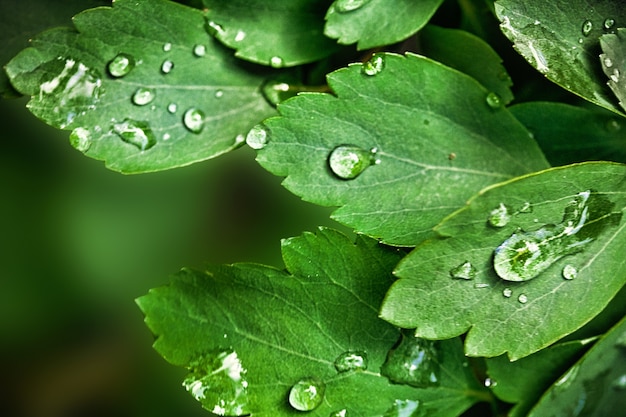 Fond naturel avec des feuilles vertes et des gouttes d'eau après la pluie
