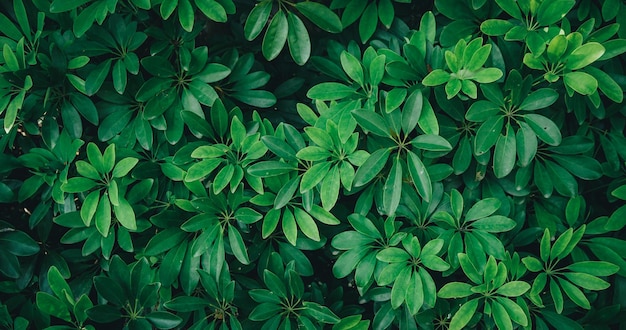 Fond naturel de feuilles vertes