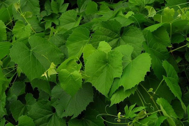 Fond naturel de feuilles vertes