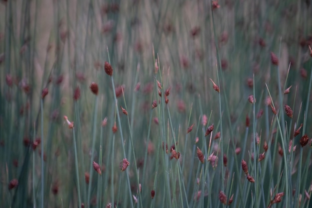 Fond naturel de fleur d'herbe