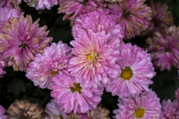 Fond naturel de fleurs fraîches de chrysanthèmes violets sensuels et décoloration