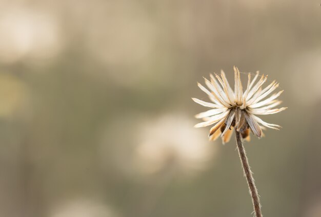 Fond naturel de fleurs d&#39;herbe