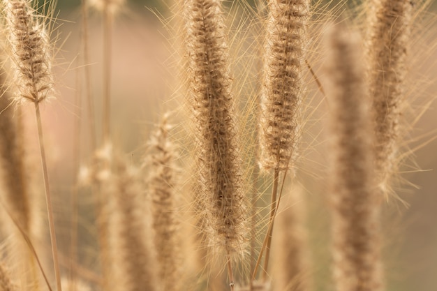 Fond naturel de fleurs d&#39;herbe