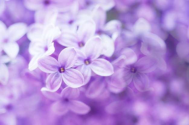 Fond naturel floral abstrait tendre pastel doux de fleurs lilas