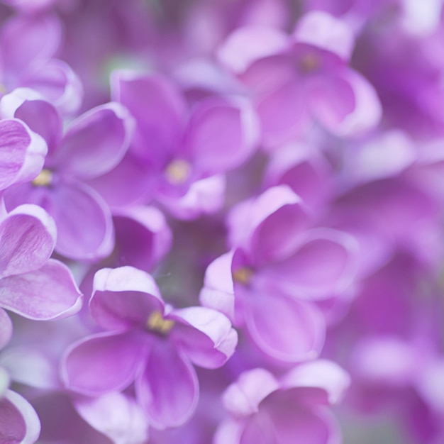 Fond naturel floral abstrait tendre pastel doux de fleurs lilas