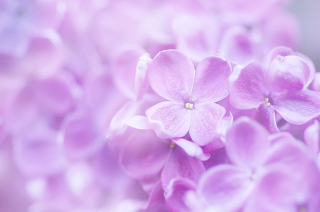 Fond naturel floral abstrait tendre pastel doux de fleurs lilas