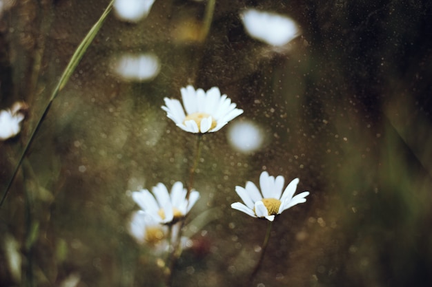 Fond naturel flou dans le domaine de la camomille de marguerites