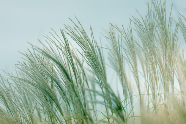 Fond naturel Fond d'herbe Design vintage et image de nature tonifiante rétro