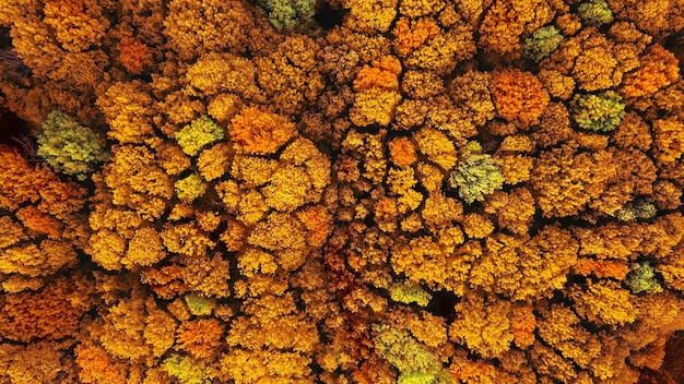 Fond naturel avec forêt d'automne dans des couleurs jaunes et rouges. Vue aérienne du drone. Concept d'environnement écologique.