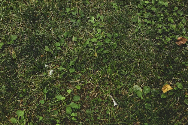 Fond naturel de gazon artificiel vert