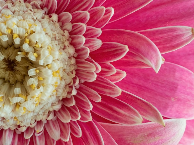 Fond naturel de gros plan de fleur rose