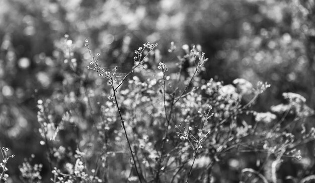 Fond naturel avec de l'herbe d'automne. Scène avec de l'herbe sauvage sur une lumière du soleil sur fond de nature floue. Image floue