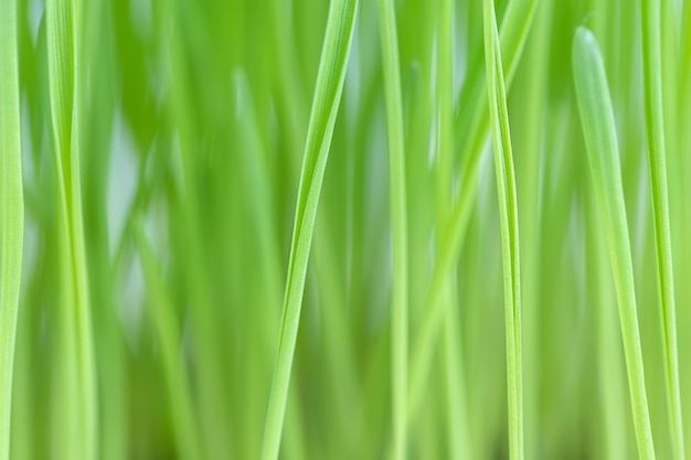 Fond naturel d'herbe verte