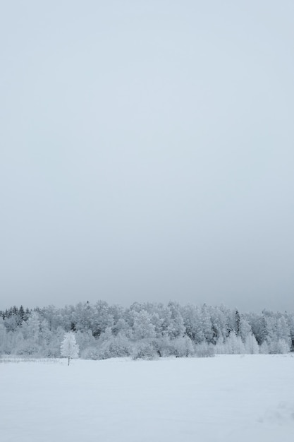 Fond naturel minimaliste Paysage d'hiver rustique