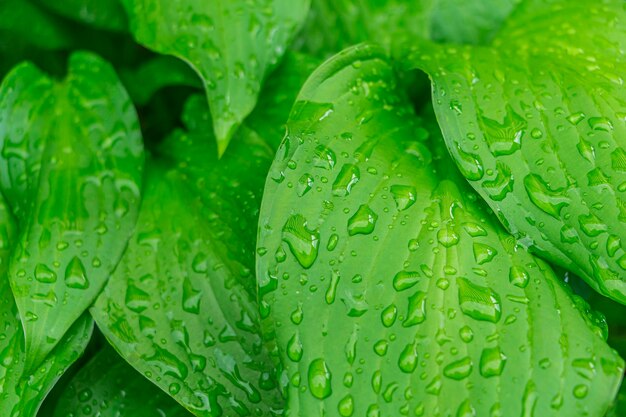 Fond naturel. Motif botanique avec de belles feuilles vertes fraîches avec des gouttes de pluie pour la conception graphique et le papier peint.