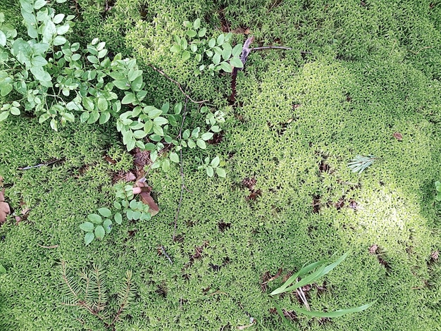 Fond naturel avec de la mousse fraîche et des brindilles. Concept de fond, nature.