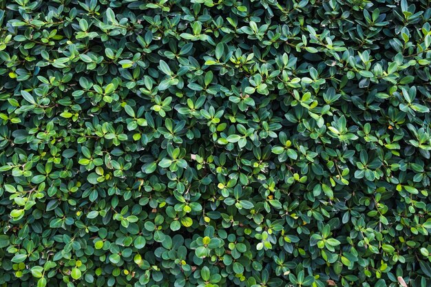 Fond naturel de petites feuilles d'un arbuste vert