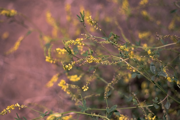 Fond naturel de petits champs de fleurs jaunes Modèle de texte