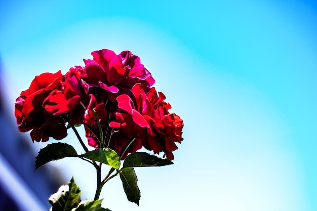 Fond naturel, photo d'un rosier vivant à fleurs rouges