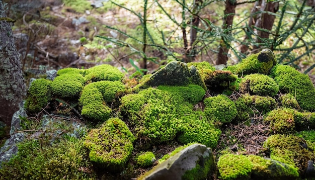 Fond naturel de pierres de mousse de forêt de fées